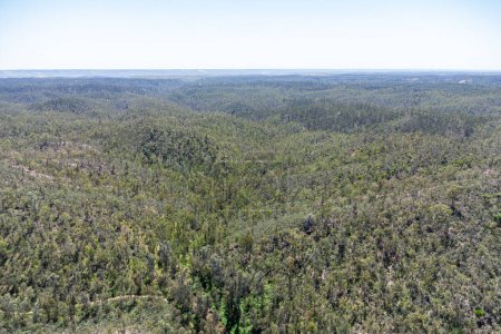 Aerial drone view of pine and cork oaks forest in Huelva mountains, Sierra de Aracena 