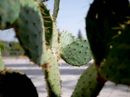 Eine Nahaufnahme einer östlichen Kaktusfeige, einer blühenden Pflanze mit grünen Kaktusblättern und gelben Dornen, die die Schönheit der natürlichen terrestrischen Vegetation zeigt