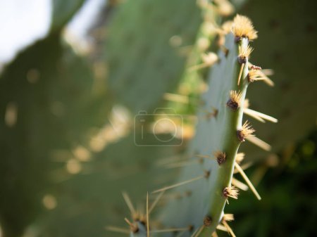 Eine Nahaufnahme einer östlichen Kaktusfeige, einer blühenden Pflanze mit grünen Kaktusblättern und gelben Dornen, die die Schönheit der natürlichen terrestrischen Vegetation zeigt