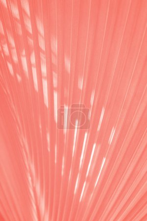 Coral salmon color corrugated palm leaf pattern background