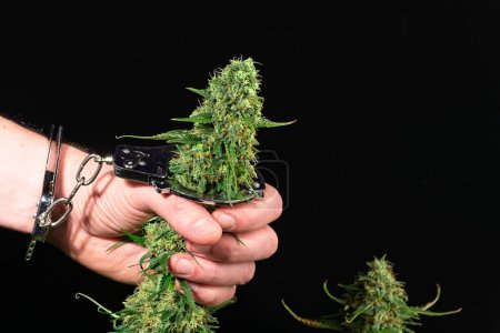 Cannabis bud and human male hand in handcuffs on black background depicting legal, law and decriminalization concepts.