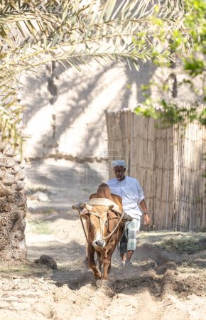 Téléchargez les photos : Nizwa, Oman, 2 décembre 2022 : un homme omani labourant le sol avec une vache - en image libre de droit