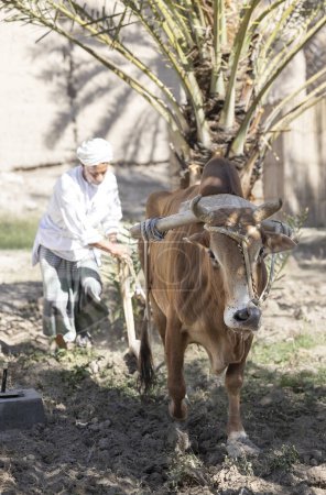 Foto de Nizwa, Omán, 2 de diciembre de 2022: hombre omani arando el suelo con una vaca - Imagen libre de derechos