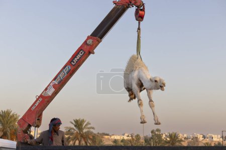 Foto de Buraydah, Arabia Saudita, 4 de agosto de 2023: se está descargando camello en el mercado de camellos - Imagen libre de derechos