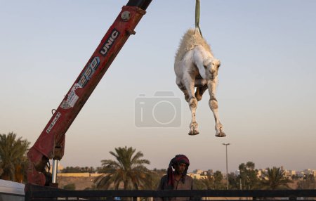 Photo for Buraydah, Saudi Arabia, 4th August 2023: camel is being offloaded at the camel market - Royalty Free Image