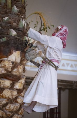 Téléchargez les photos : Buraydah, Arabie Saoudite, 4 août 2023 : l'homme saoudien ramasse les dates d'un palmier dattier - en image libre de droit