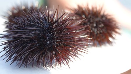 close up of sea urchins fresh out of the sea on a white background. sea urchins from the Aegean Sea.