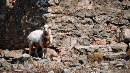 Téléchargez les photos : Un agneau errant parmi des maisons en pierre dans un village grec abandonné. Élevage traditionnel des ovins et élevage dans la mer Égée - en image libre de droit