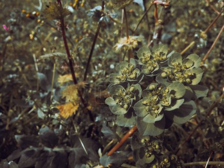 Euphorbia helioscopia mit verschwommenem Hintergrund im Wald. Medizinische gelbe Pflanzenduftblätter