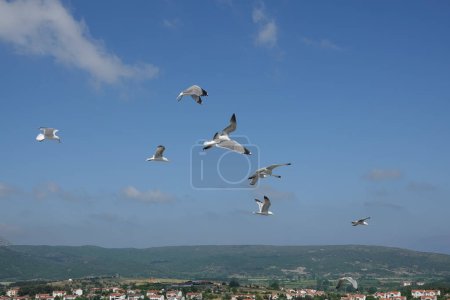 Foto de Gaviotas volando en el cielo azul de Gokceada Imbros y vista de verdes colinas con pequeñas casas de la ciudad - Imagen libre de derechos