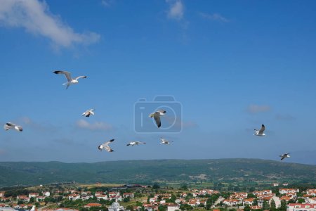 Téléchargez les photos : Mouettes volant dans le ciel bleu de Gokceada Imbros et vue sur les collines verdoyantes avec de petites maisons de la ville - en image libre de droit