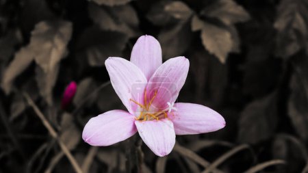 Téléchargez les photos : Gros plan de la fleur violette Zephyranthes carinata dans le jardin. Fleur rose printemps dans le jardin avec fond de feuille sombre flou - en image libre de droit