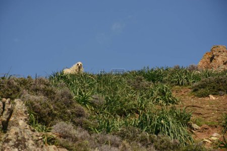 Foto de Isla tradicional Imbros ovejas vagando gratis en la naturaleza mirando la cámara enfocada. Gokceada Canakkale Turquía - Imagen libre de derechos
