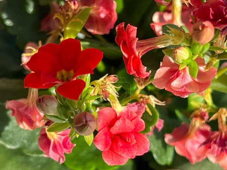 Foto de Campsis radicans es un género de plantas con flores perteneciente a la familia Bignoniaceae. Hermosas flores rojas y rosas tiernas. Familia Bignonia con raíces aéreas en los tallos. - Imagen libre de derechos