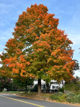 Téléchargez les photos : Gros plan des chênes à épingles avec de belles feuilles de couleurs automnales. Quercus palustris, est de l'Amérique du Nord - en image libre de droit