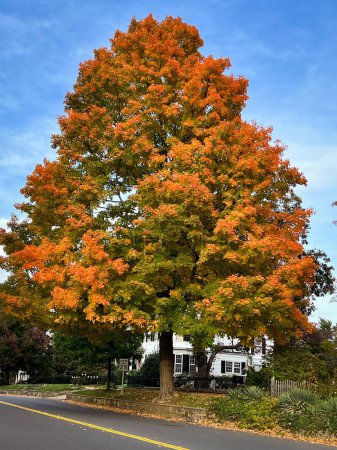 Téléchargez les photos : Un grand chêne d'Amérique aux feuilles vertes jaunes rouges en automne - en image libre de droit