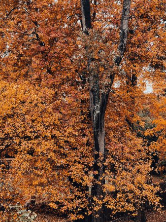 Téléchargez les photos : Gros plan des chênes à épingles avec de belles feuilles de couleurs automnales. Quercus palustris, est de l'Amérique du Nord - en image libre de droit