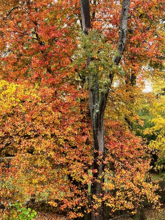 Téléchargez les photos : Chêne d'Amérique dans la forêt en automne vert jaune rouge feuilles - en image libre de droit