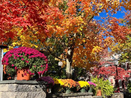 Téléchargez les photos : Un vieux grand chêne rouge américain dans des tons jaune cramoisi et des fleurs sauvages colorées dans des pots dans la rue - en image libre de droit