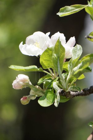 Téléchargez les photos : Philadelphus coronarius fleurs en lumière douce du soleil du printemps Image douce et rêveuse. - en image libre de droit