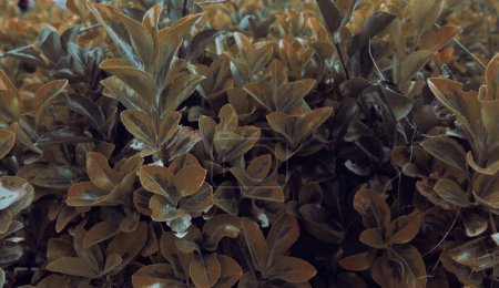 Téléchargez les photos : Vue rapprochée d'Euonymus japonicus ou d'une plante de brousse verte d'euonymus japonais aux couleurs automnales - en image libre de droit