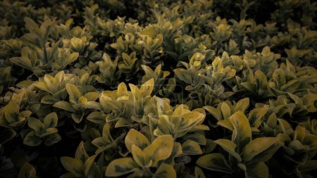 Foto de Vista de cerca de Euonymus japonicus o planta de arbusto verde de euonymus japonés en colores de otoño - Imagen libre de derechos