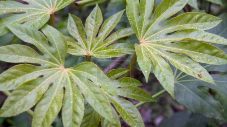 Foto de Hojas de Aralia Japonesa (Yatsude). Acercamiento de las hojas en una planta de la tela de la araña de Japonica. Fatsia Japonica - Imagen libre de derechos