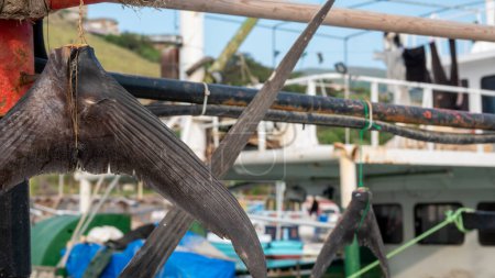 Téléchargez les photos : Queues d'espadon accrochées pour sécher sur un bateau de pêche à Gokceada, île d'Imbros. L'espadon séché porte chance aux marins - en image libre de droit
