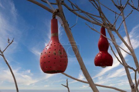 Foto de Lámparas de calabaza colgando de ramas de árboles contra el cielo nublado. Calabaza de calabazas decorativas. La decoración exterior de la lámpara de calabaza está hecha de calabazas secas - Imagen libre de derechos