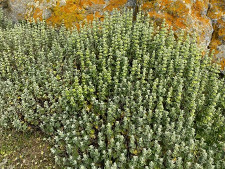 Marrubium vulgare, Weißer Andorn, Gemeiner Andorn - blühende Pflanze aus der Familie der Minzgewächse (Lamiaceae), aromatische Heilpflanze.