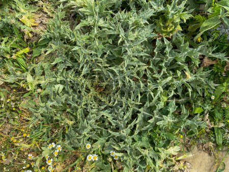 Photo for Square image of the rosette of a spear thistle photographed from above. The thistle was found between the grass in a Gokceada meadow. Canakkale, Turkey - Royalty Free Image