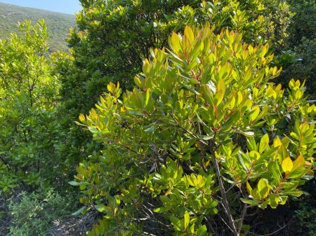 Photo for Toyon, Heteromeles Arbutifolia, Rosaceae, native hermaphroditic evergreen woody shrub in Gokceada, Canakkale, Turkey - Royalty Free Image