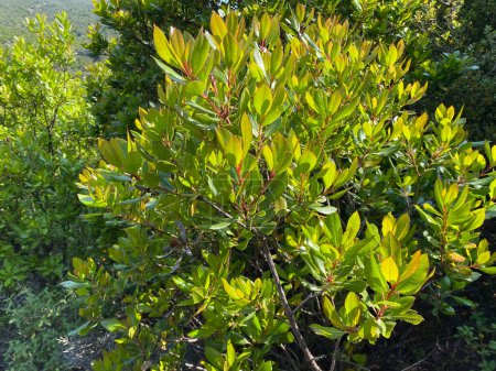 Photo for Toyon, Heteromeles Arbutifolia, Rosaceae, native hermaphroditic evergreen woody shrub in Gokceada, Canakkale, Turkey - Royalty Free Image