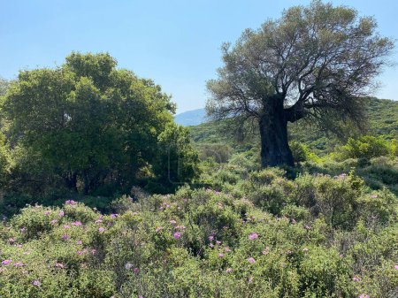 Téléchargez les photos : Un olivier centenaire à Gkeada, île d'Imroz, anakkale, Turquie. Un olivier miraculeux centenaire en terre égéenne. - en image libre de droit