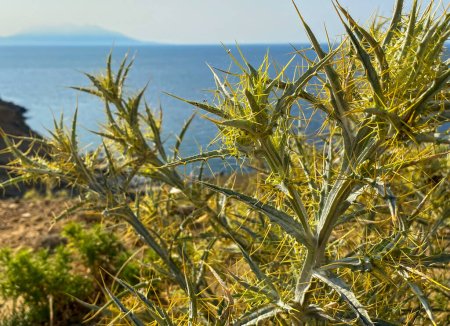 Photo for Picnomon acarna - Xanthium spinosum, growing in the mountains of the Aegean Sea. The Greek island Samothrace and the magnificent Aegean Sea in the background. Gokceada, Canakkale, Turkey - Royalty Free Image
