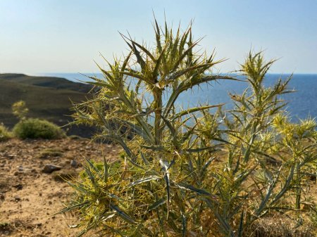 Foto de Picnomon acarna - Xanthium spinosum, que crece en las montañas del mar Egeo. La isla griega Samotracia y el magnífico mar Egeo en el fondo. Gokceada, Canakkale, Turquía - Imagen libre de derechos