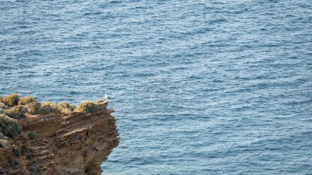 Téléchargez les photos : Gokceada mouette debout sur le bord de la falaise avec fond bleu bord de mer. Île d'Imbros, Canakkale, Turquie - en image libre de droit