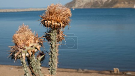 Foto de Cabezas de flores secas de alcachofa silvestre en verano junto al mar en Gokceada, Canakkale, Turquía - Imagen libre de derechos