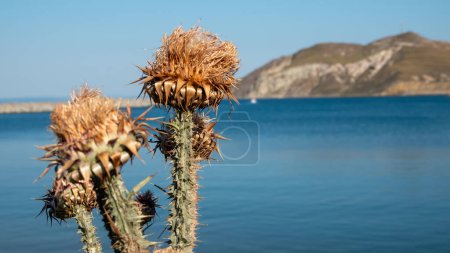 Foto de Vista de cerca de las cabezas de flores secas de alcachofa silvestre en verano junto al mar en Gokceada, Canakkale, Turquía - Imagen libre de derechos