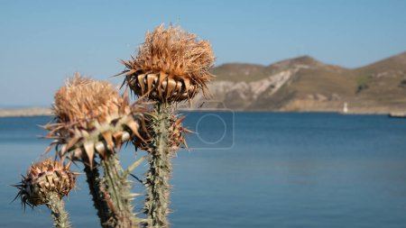 Foto de Cabezas de flores secas de alcachofa silvestre en verano junto al mar en Gokceada, Canakkale, Turquía - Imagen libre de derechos