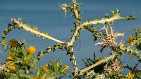 Foto de Scolymus hispanicus, el cardo dorado común o los arbustos de cardo ostra español florecieron con flores amarillas sobre un fondo de montañas y el mar. Gokceada, Canakkale, Turquía - Imagen libre de derechos