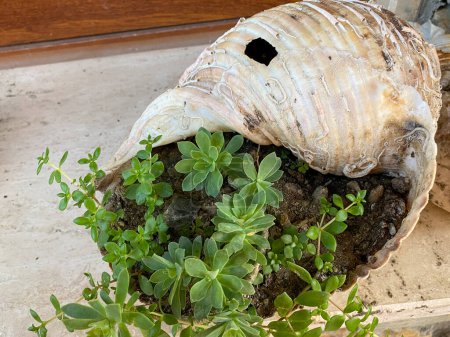 Téléchargez les photos : Sedum Palmeri plante dans un grand pot de coquillages. Maison, jardin décoration plante. - en image libre de droit