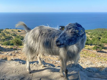 Téléchargez les photos : Une petite chèvre explorant les environs dans le quartier de naralt de Gkeada avec la magnifique mer Égée en arrière-plan. Île d'Imbros, Canakkale, Gokceada - en image libre de droit