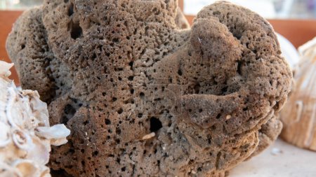 Foto de Natural Sea sponges and shells from the North Aegean Sea in Gokceada, Canakkale, Turkey. Fish restaurant decoration, summer backgrounds. - Imagen libre de derechos