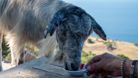 Téléchargez les photos : Une chèvre errant librement dans la région de Pnarba naralt de Gkeada demande aux touristes du thé et du sucre. Boire de l'eau dans une assiette de thé. Mer Egée du Nord en arrière-plan - en image libre de droit