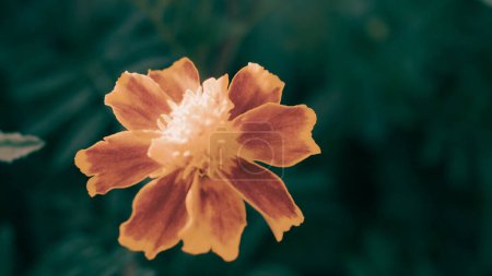 Signet souci ou souci doré (Tagetes tenuifolia) fleurissant dans le jardin. Fleur unique sur le fond naturel. Macro. Concentration sélective. Photo horizontale