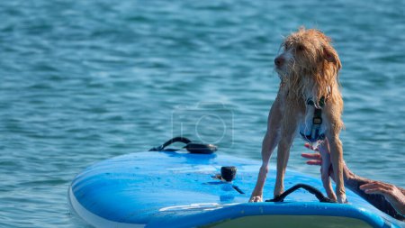 Photo for A Portuguese Podengo dog on a surfboard surfing happily - Royalty Free Image