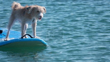 Photo for A Portuguese Podengo dog on a surfboard surfing happily - Royalty Free Image