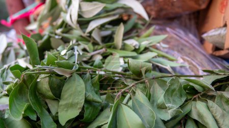 Téléchargez les photos : Vue rapprochée des feuilles de laurier fraîches recueillies à Gokceada Canakkale - en image libre de droit