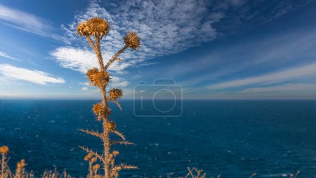 Foto de Cardo mariano salvaje seco en la ladera de un valle con vista al mar y nubes en el fondo - Imagen libre de derechos